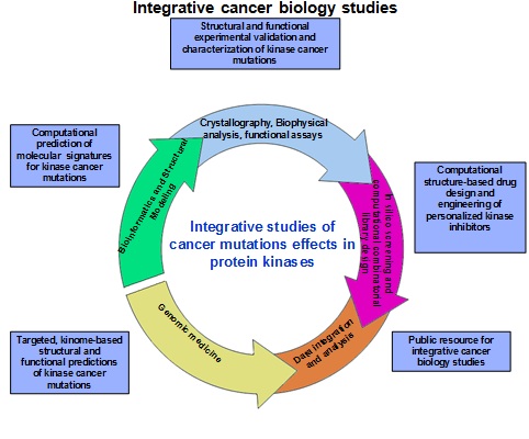 Protein Kinases and Cancer Research