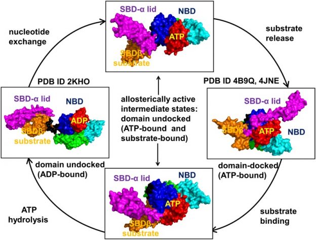 Dancing through Life: Molecular Dynamics Simulations and Network-Centric Modeling of Allosteric Mechanisms in Hsp70 and Hsp110 Chaperone Proteins.